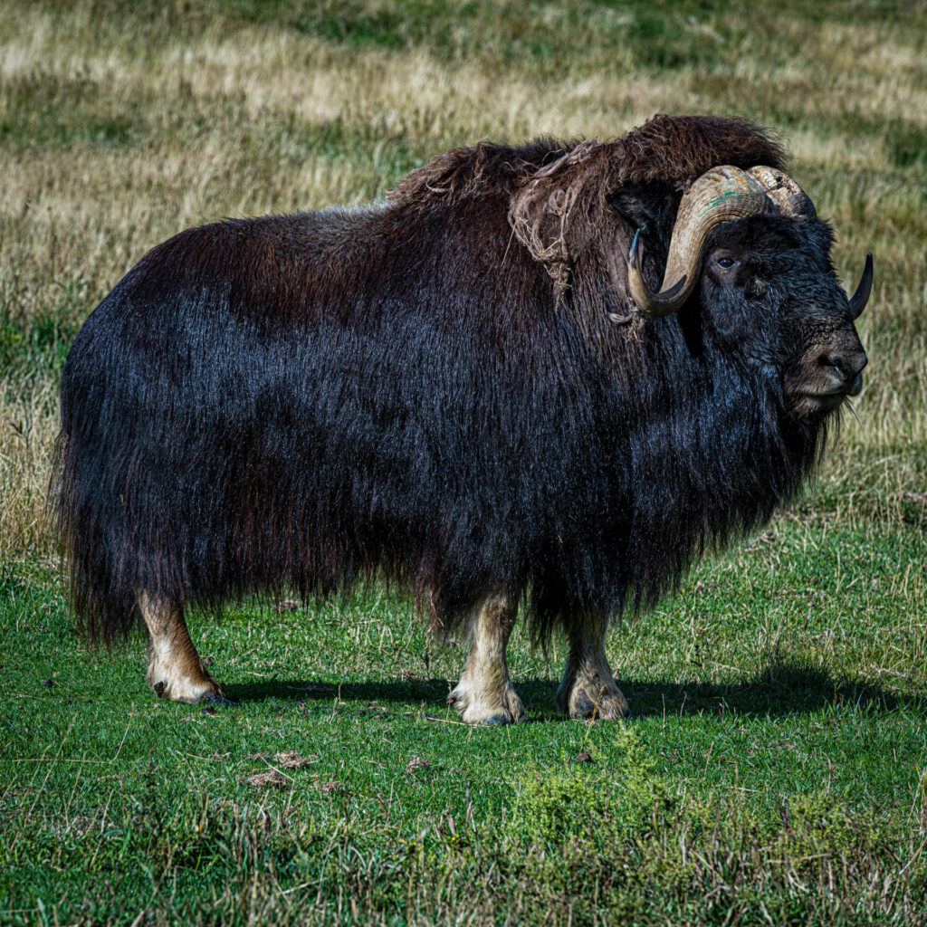 Muskox at Yukon Wilderness Preserve | Focus On Mee | Robert Mee