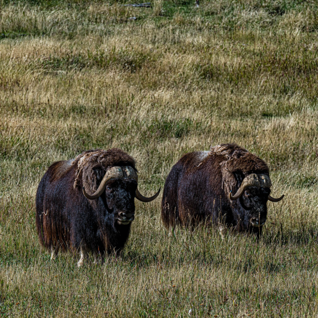 Muskoxen at Yukon Wilderness Preserve | Focus On Mee | Robert Mee