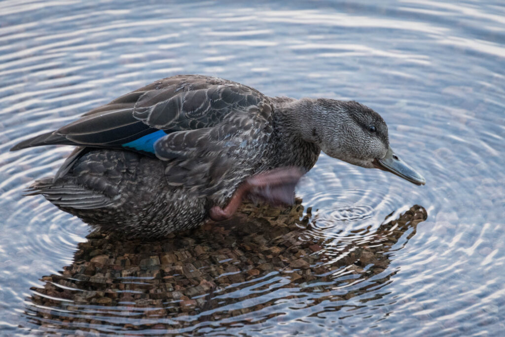 North Tea Lake | Focus On Mee | Robert Mee