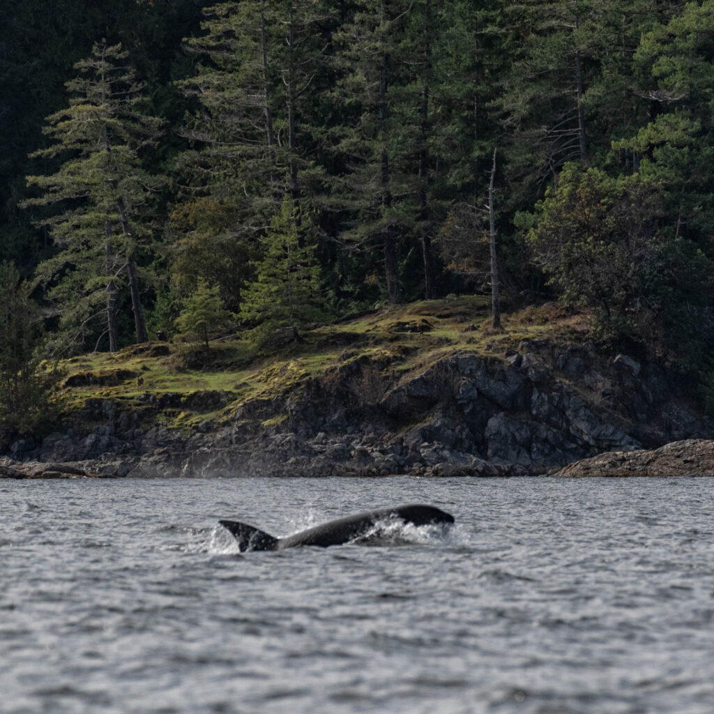 Orca off of Savory Island | Focus On Mee | Robert Mee