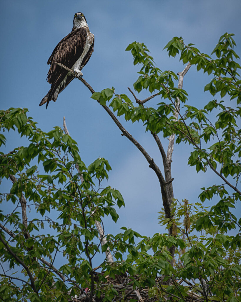 Osprey - Buckhorn Lake | Focus On Mee | Robert Mee