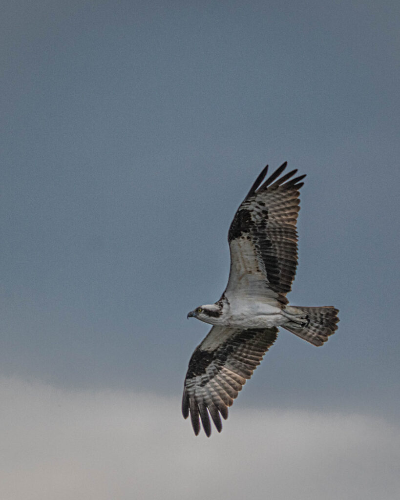 Osprey | Focus On Mee | Robert Mee