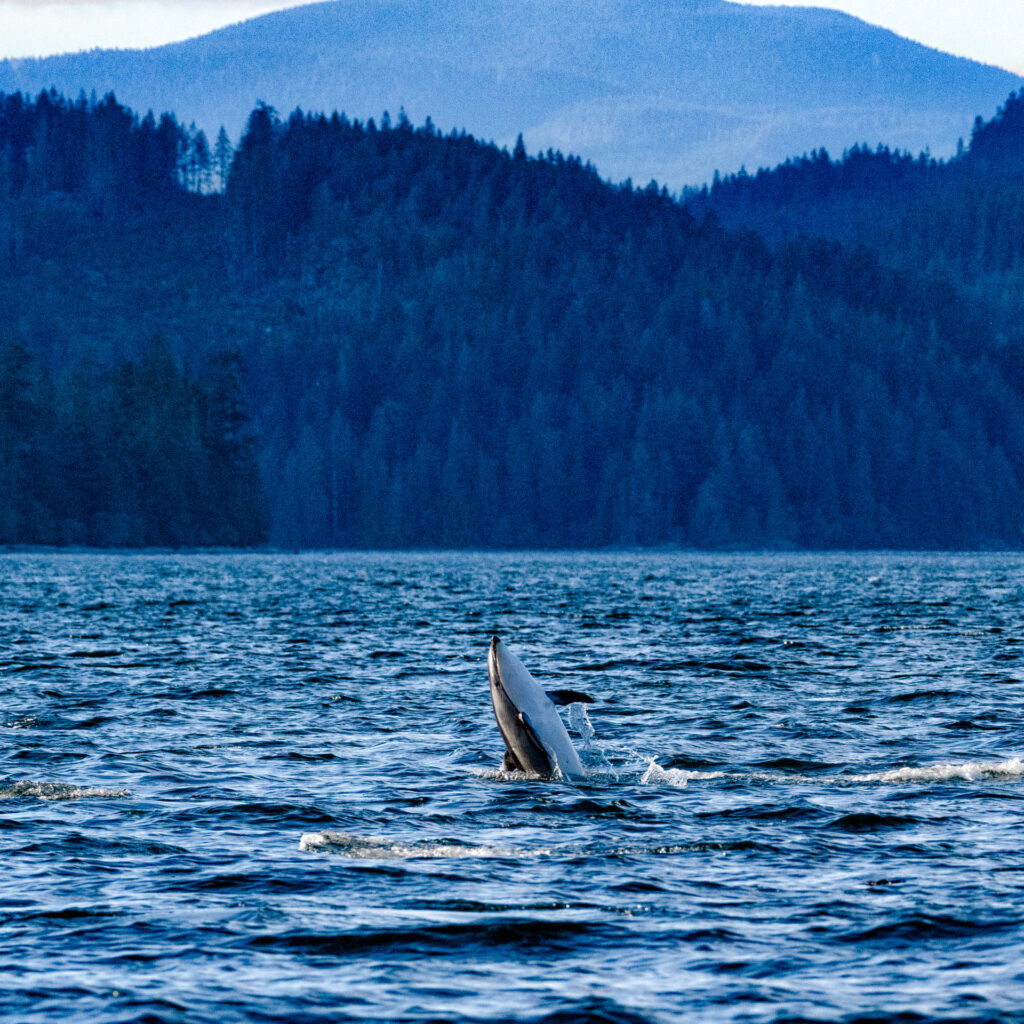 Pacific White Dolphin in Discovery Passage | Focus On Mee | Robert Mee