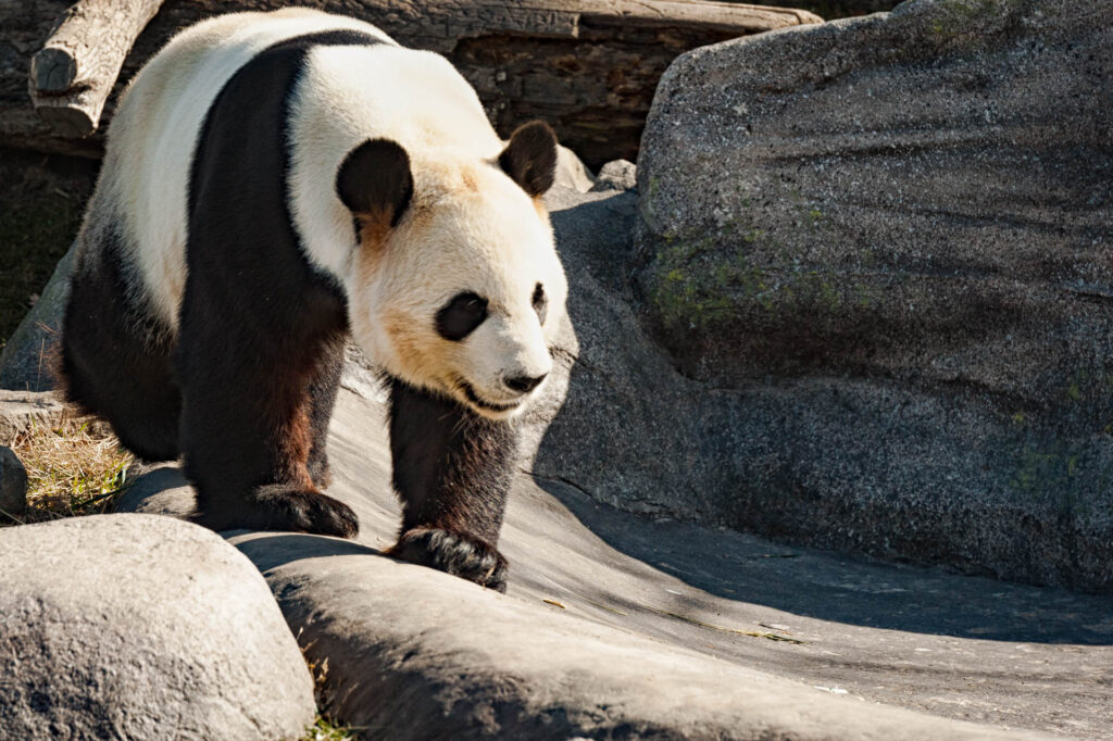 Panda - Toronto Zoo | Focus On Mee | Robert Mee