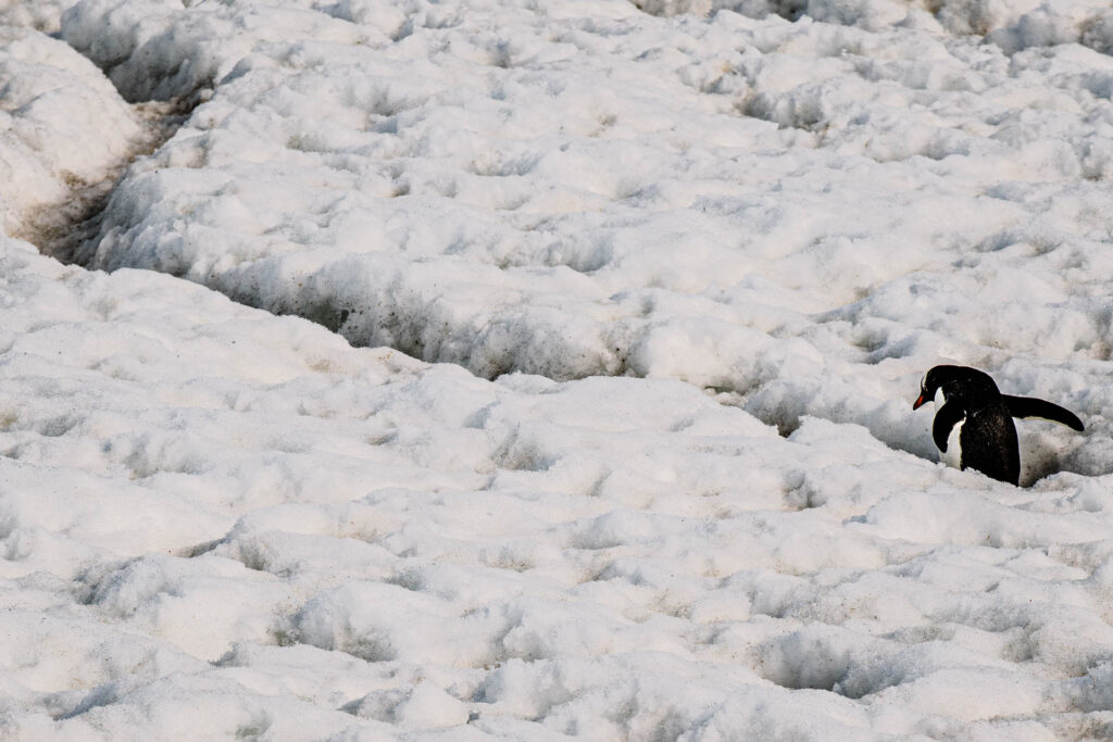 Penguin &quot;highway&quot; at Neko Harbor | Focus On Mee | Robert Mee