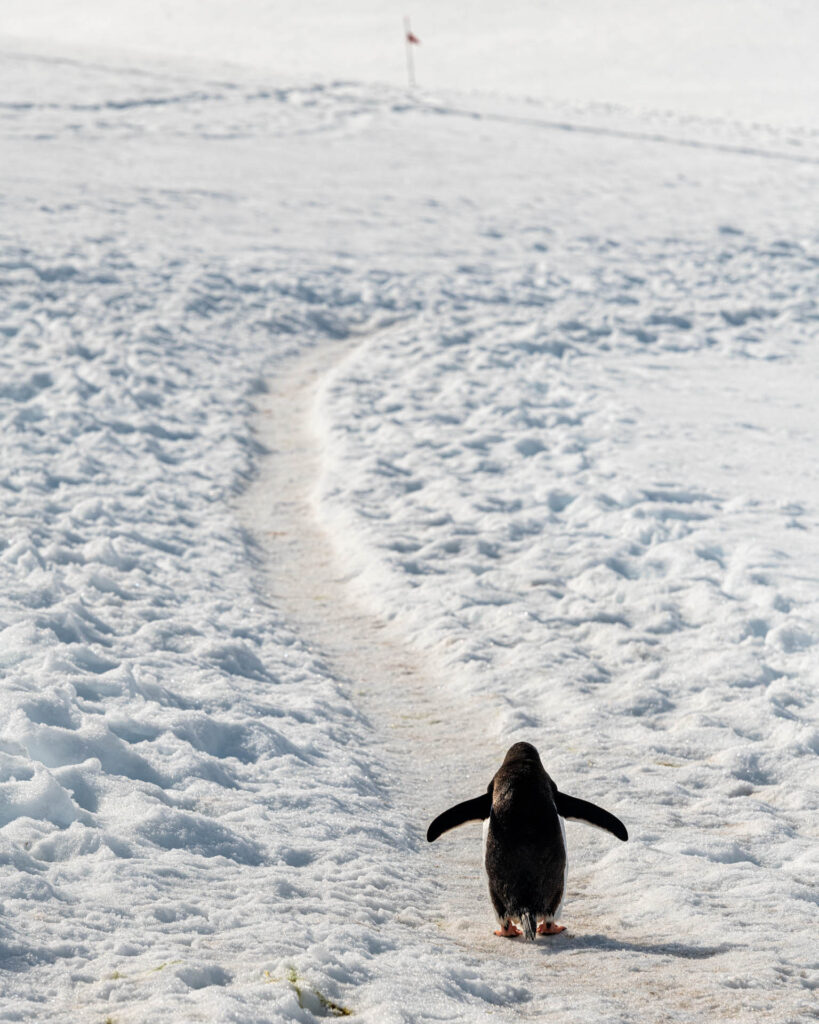 Penguin &quot;highway&quot; at Neko Harbor | Focus On Mee | Robert Mee