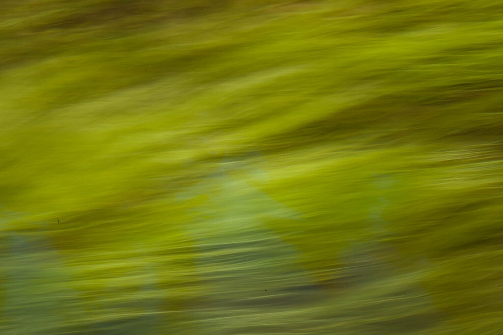 Petawawa River weeds - Algonquin Park