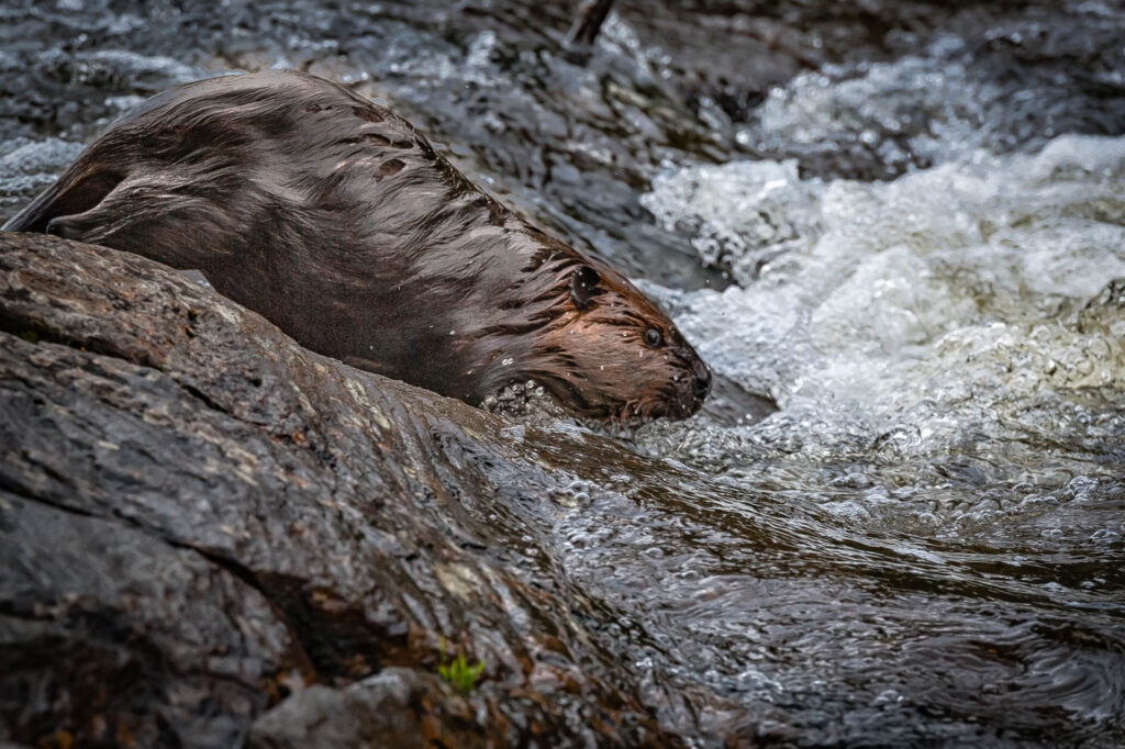 Photobomb at Oxtangue Rapids