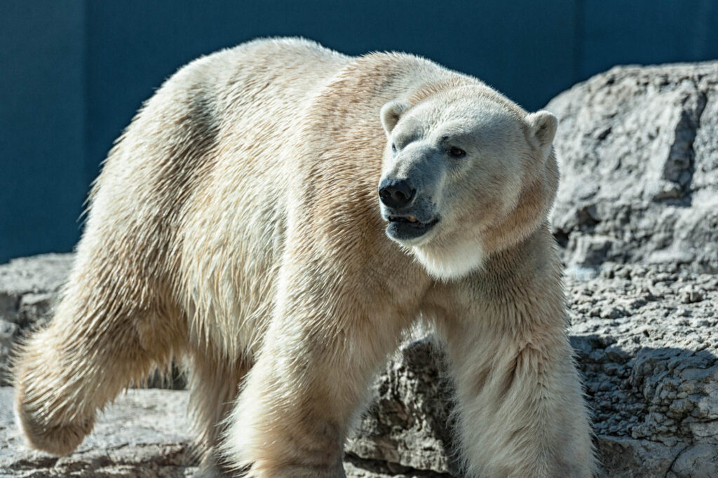 Polar bear - Toronto Zoo | Focus On Mee | Robert Mee