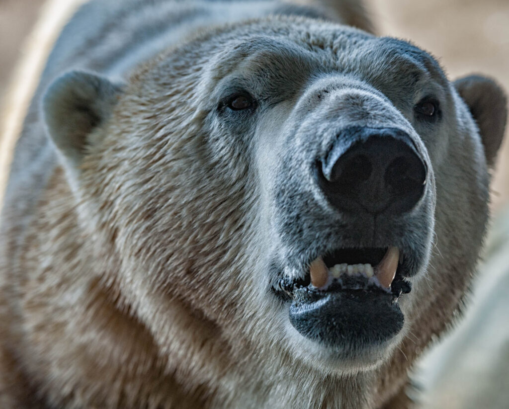 Polar bear - Toronto Zoo | Focus On Mee | Robert Mee