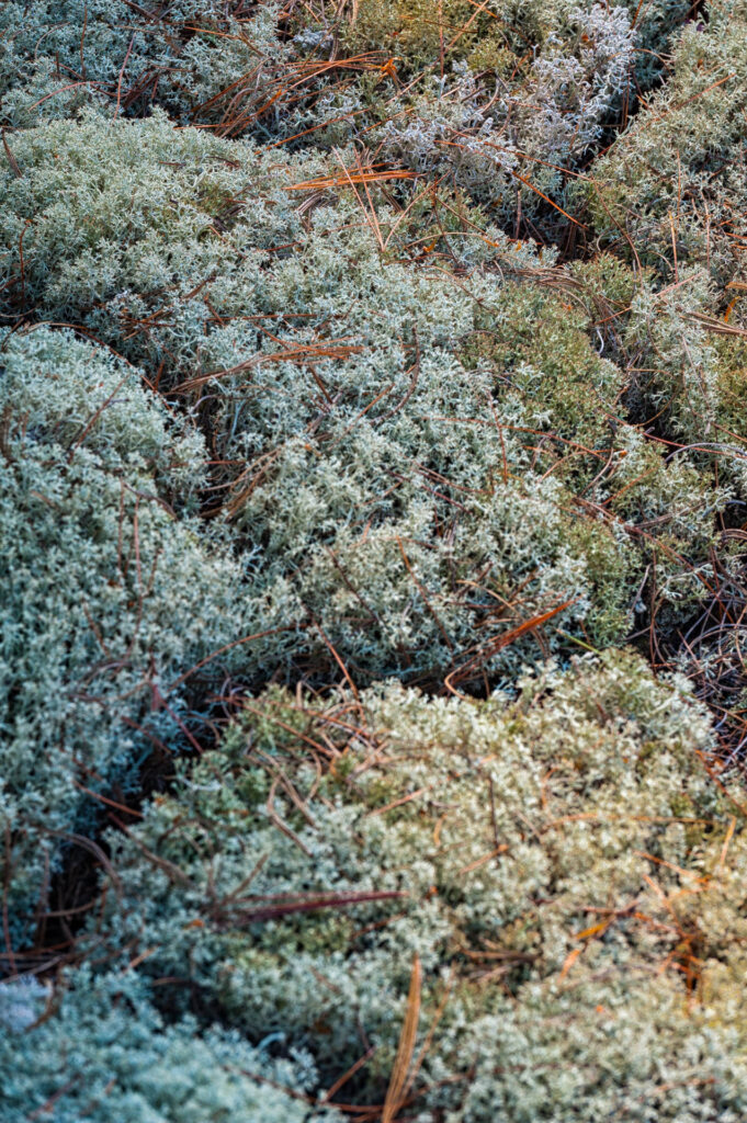 Reindeer moss