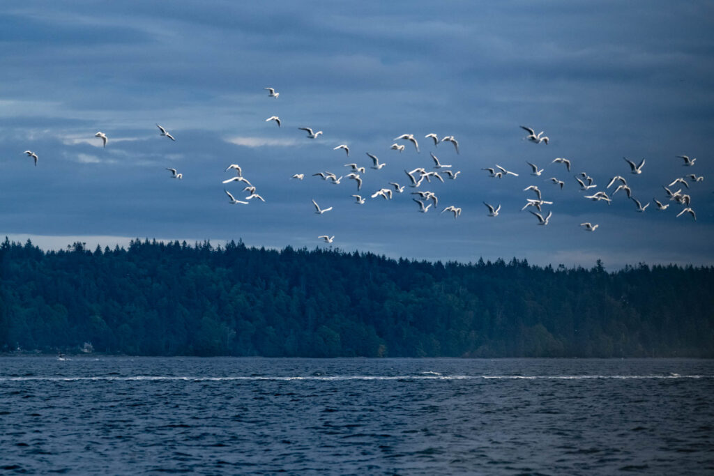 Sea Gulls at Campbell River | Focus On Mee | Robert Mee