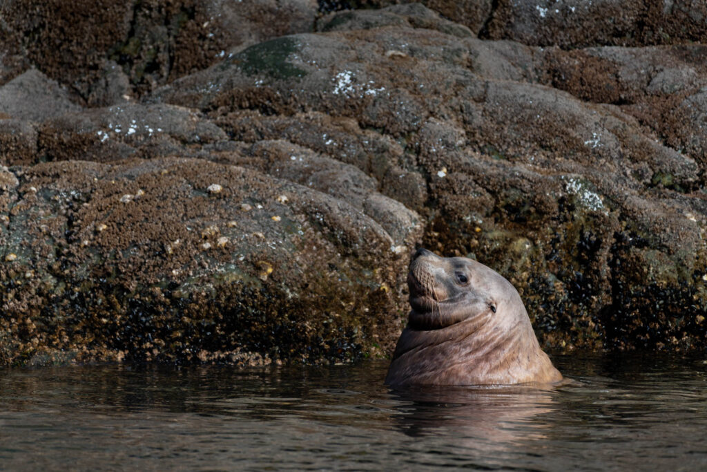 Sea Lion at Mitenatch Island | Focus On Mee | Robert Mee