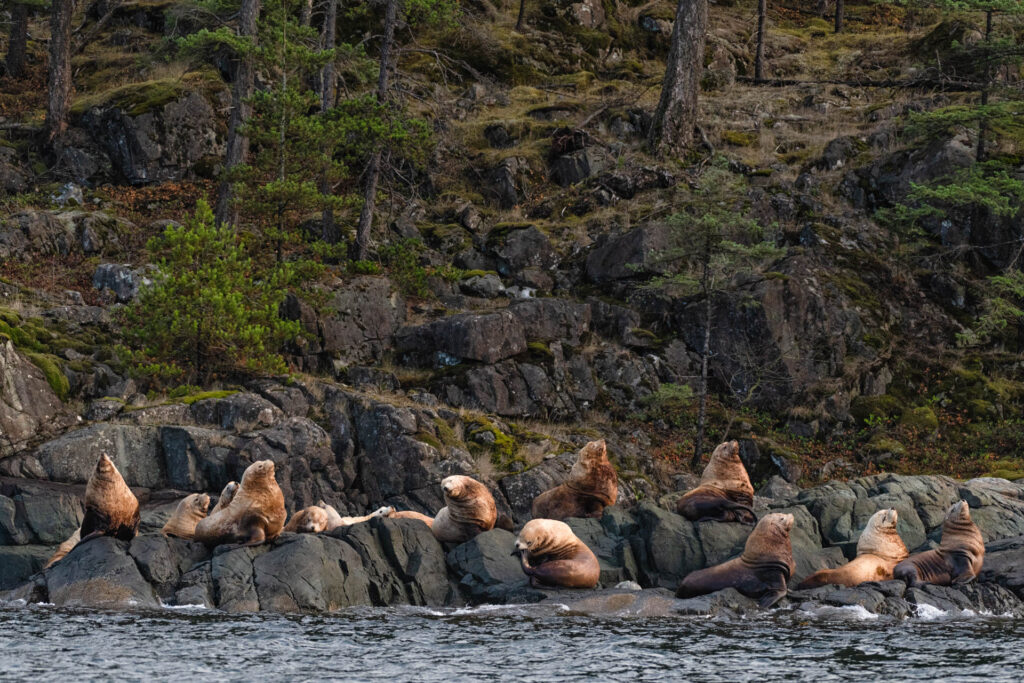 Sea lions at Discovery Passage | Focus On Mee | Robert Mee