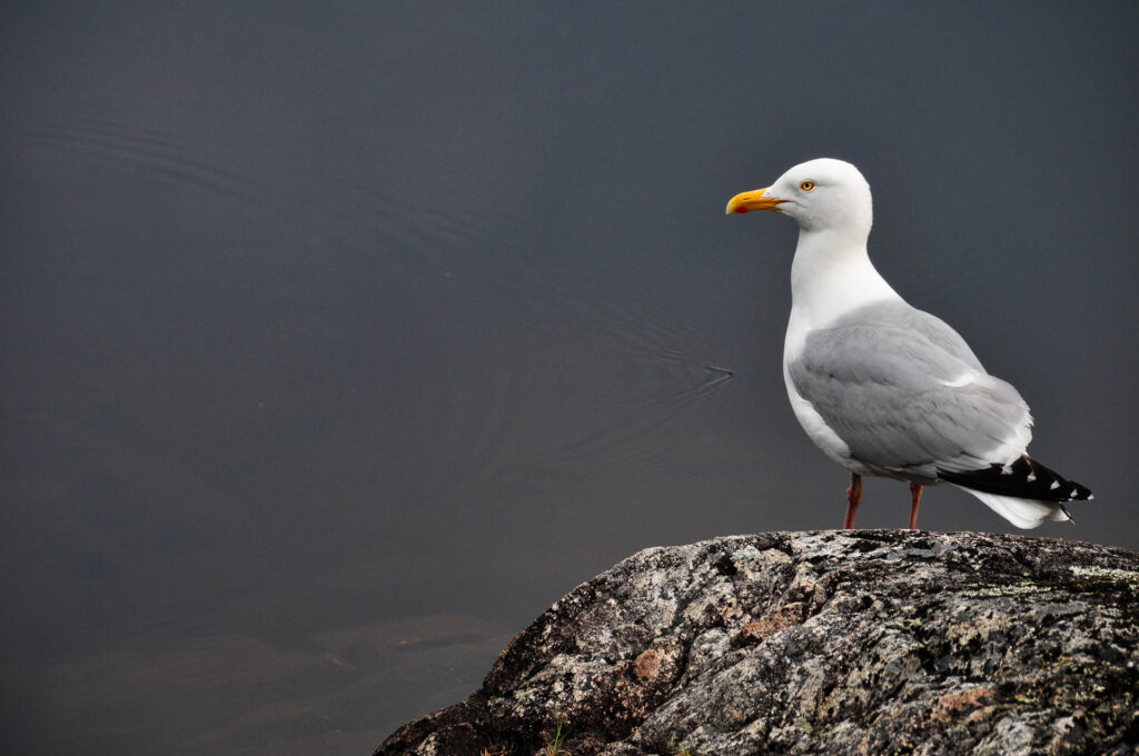 Searching for dinner scraps in Wabakimi PP | Focus On Mee | Robert Mee