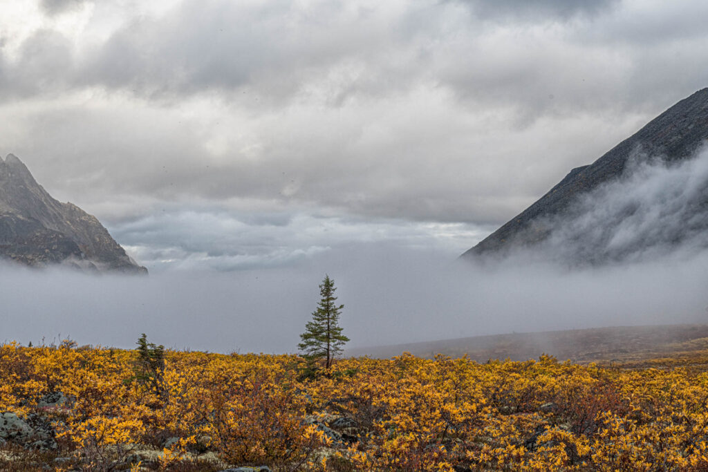 Solitary evergreen above the tree line! | Focus On Mee | Robert Mee