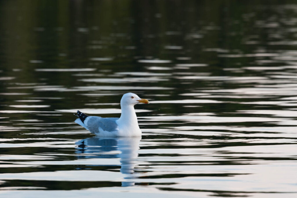 Solitude | Focus On Mee | Robert Mee