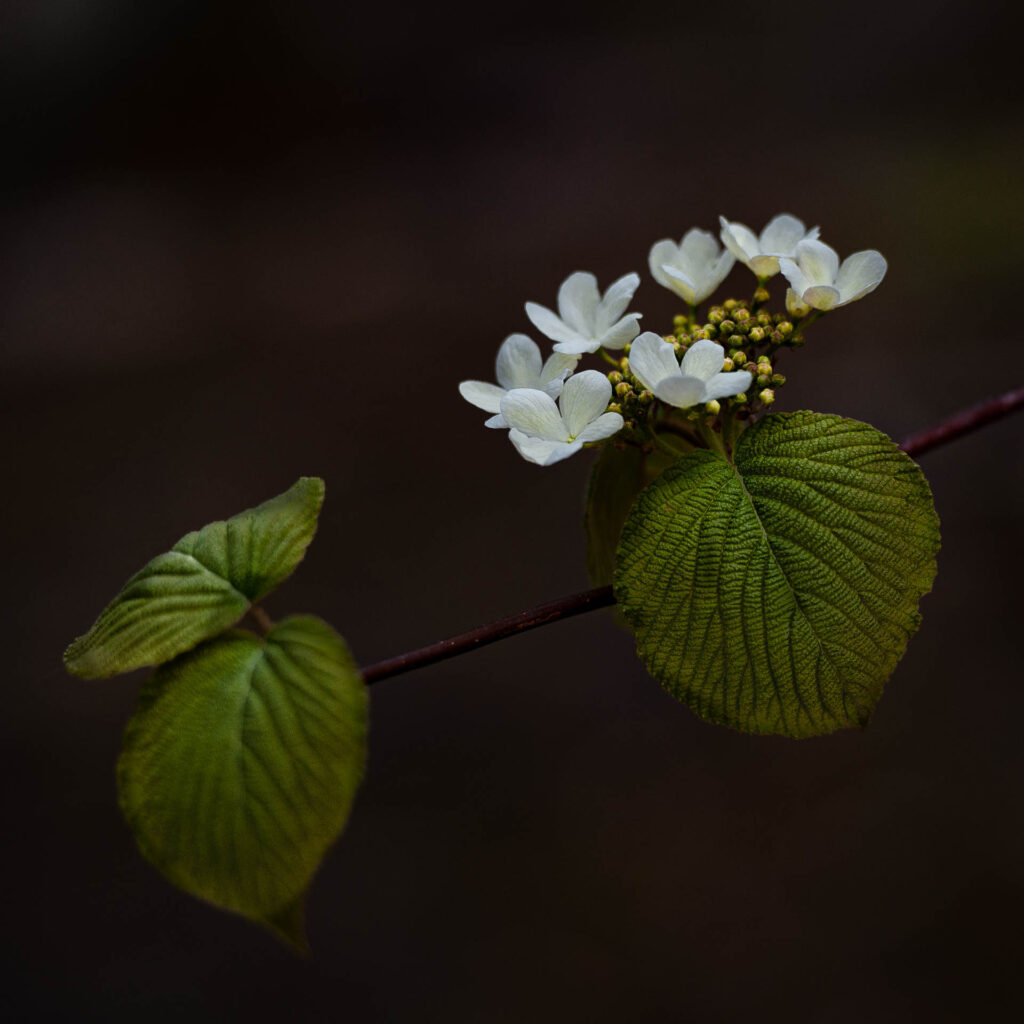 Spring Blooms by the Oxtongue Rapids