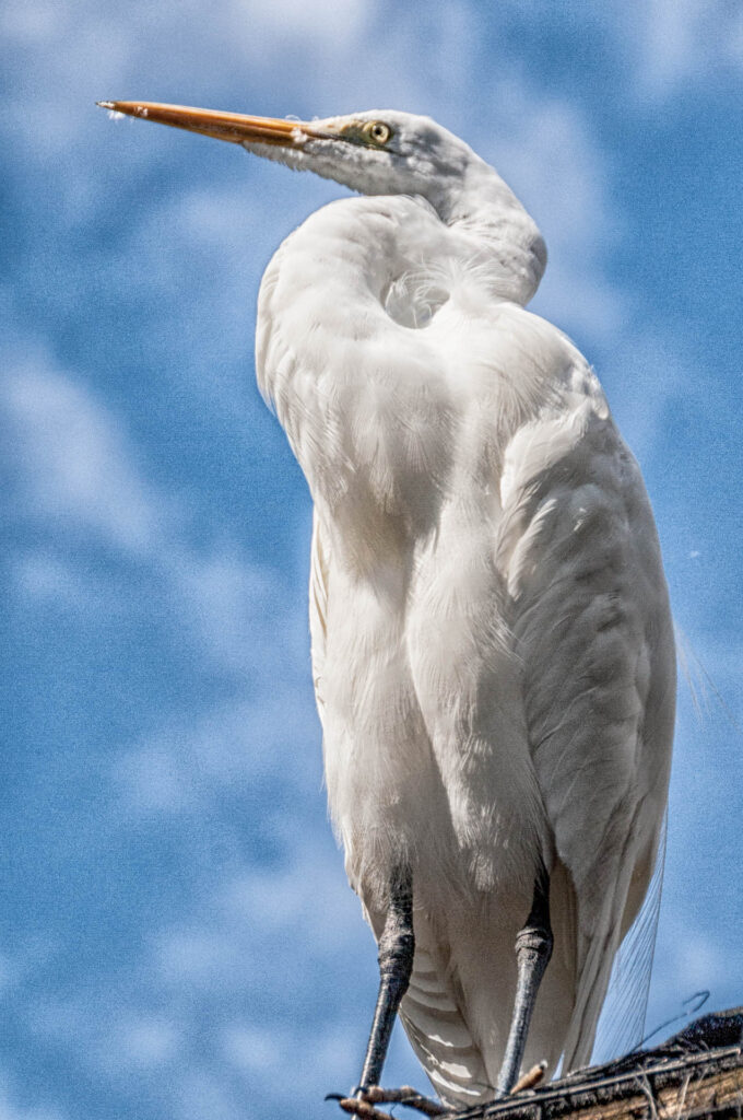 Standing Guard! | Focus On Mee | Robert Mee