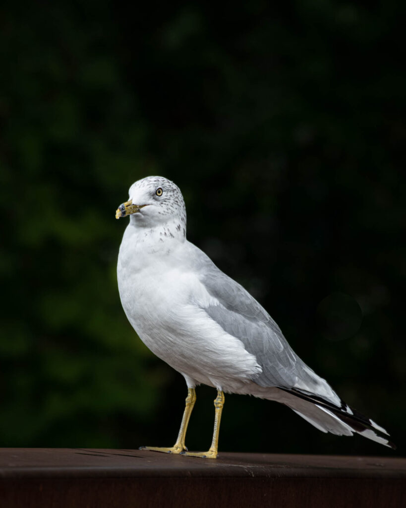 Standing Guard | Focus On Mee | Robert Mee