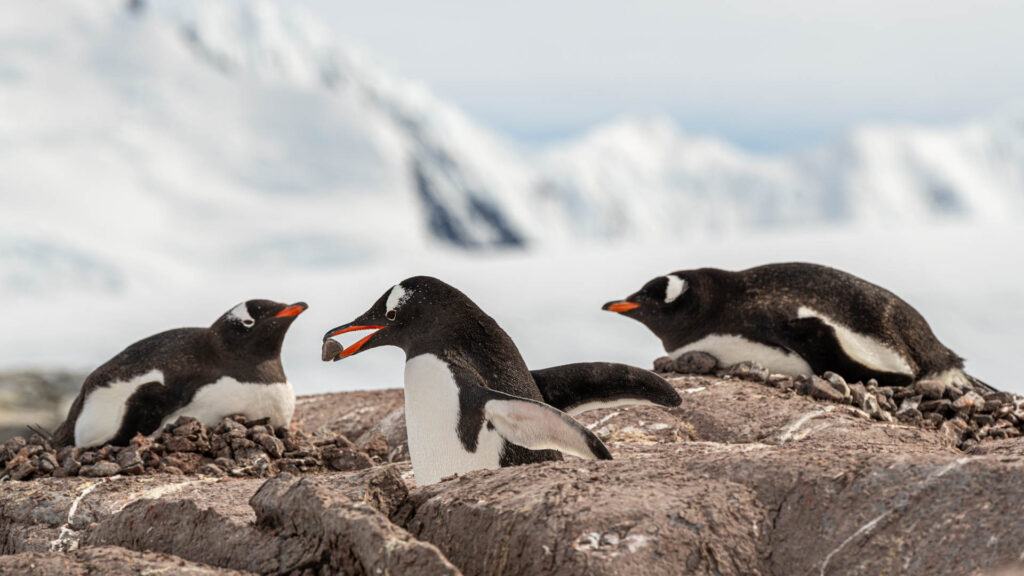 Stealing a stone from another nest - Jougla Point | Focus On Mee | Robert Mee