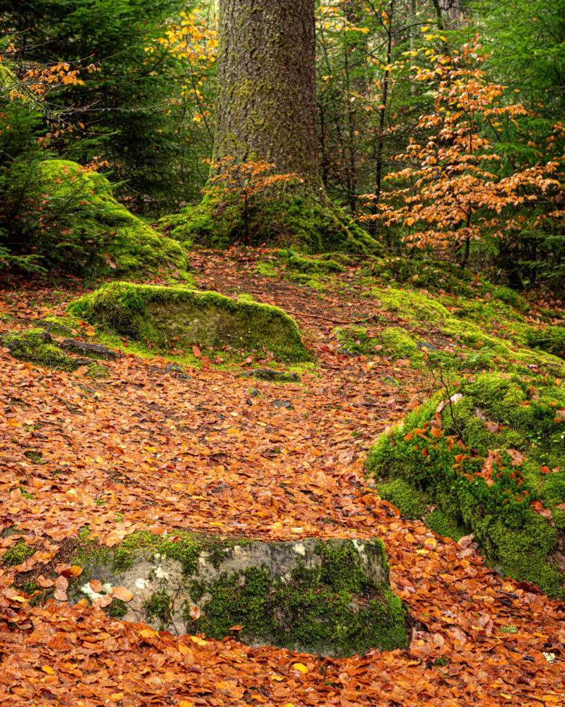 The Hermitage in Dunkeld | Focus On Mee | Robert Mee