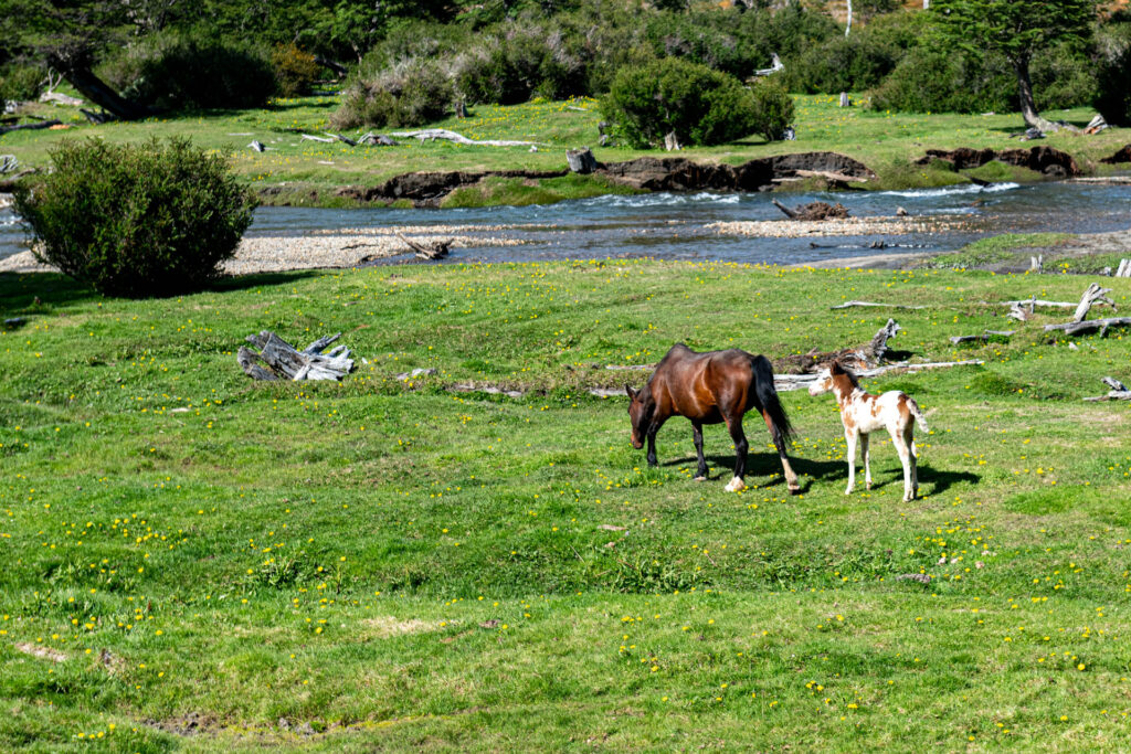 Tierra de Fuego National Park