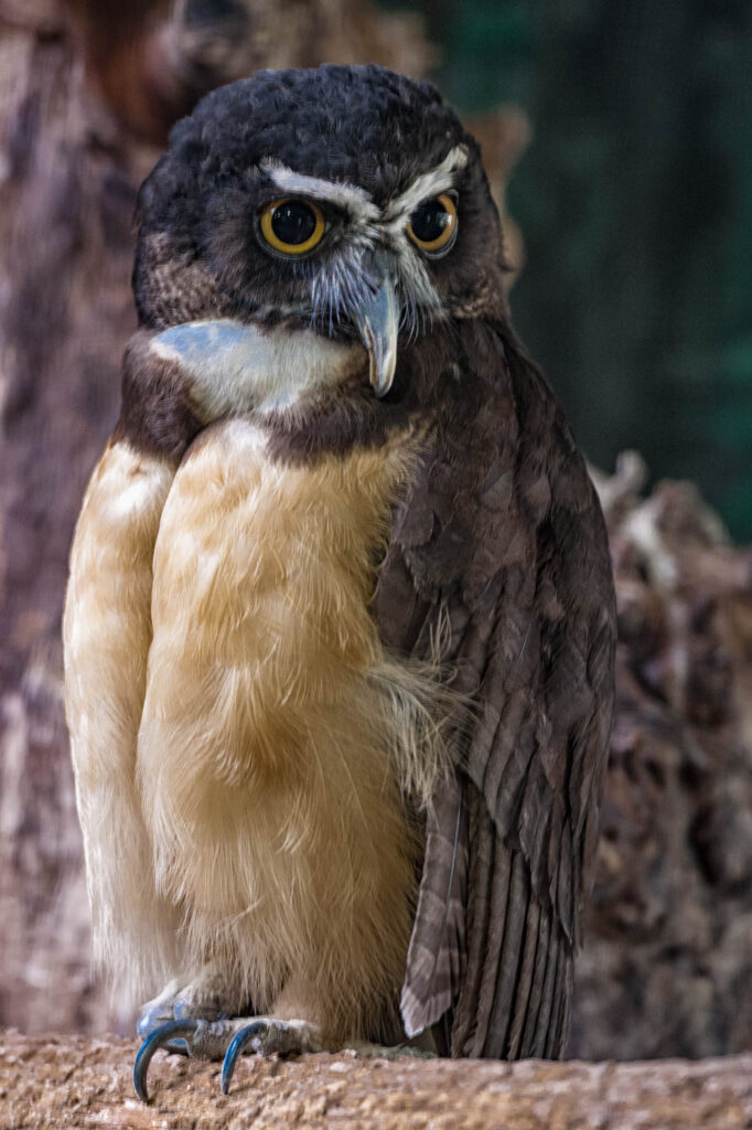 Toronto Zoo | Focus On Mee | Robert Mee