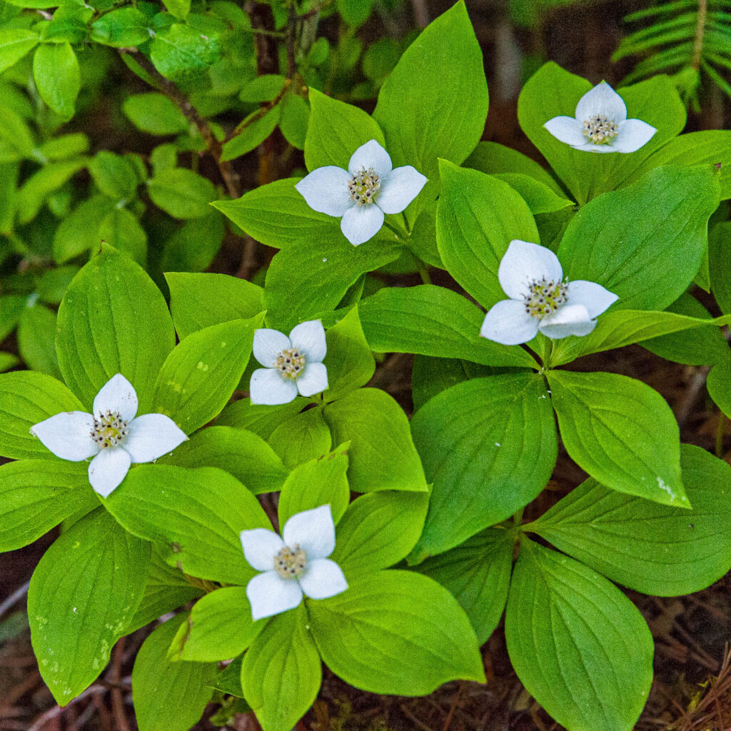 Trilliums | Focus On Mee | Robert Mee