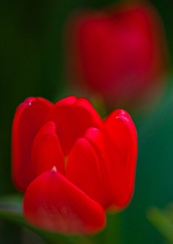 Tulip, Allan Gardens