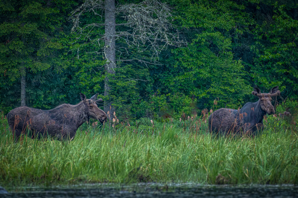 Two bulls in one frame in Algonquin Park | Focus On Mee | Robert Mee