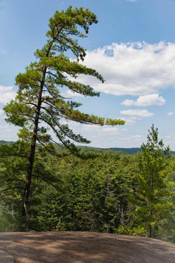 View from Lookout Trail, Algonquin Park | Focus On Mee | Robert Mee