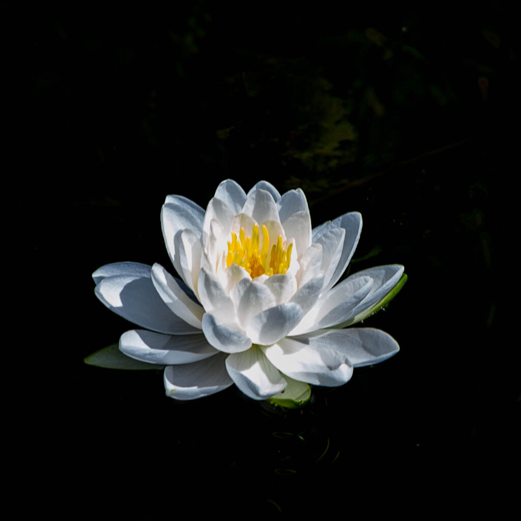 Water Lily