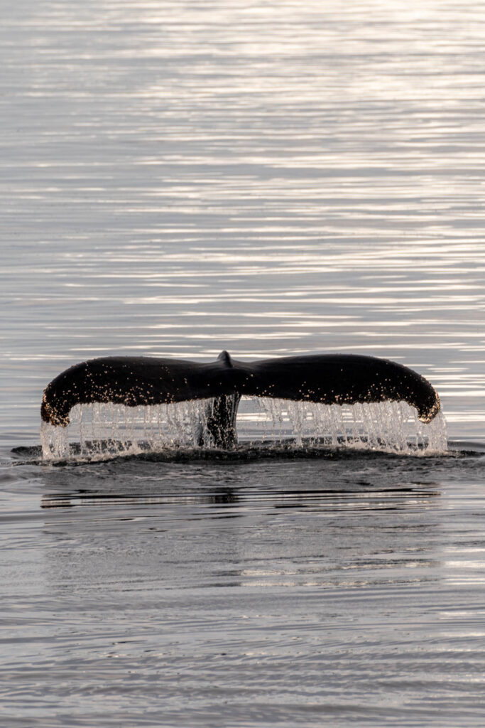 Whale Tail | Focus On Mee | Robert Mee