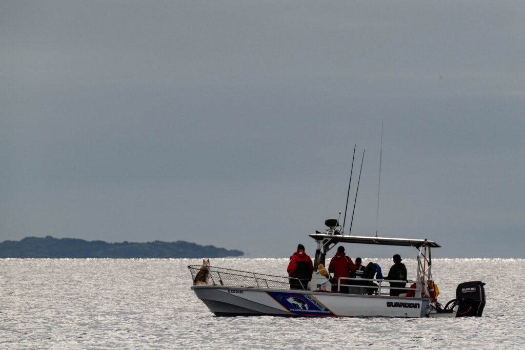 Whale watching in the Georgia Strait | Focus On Mee | Robert Mee