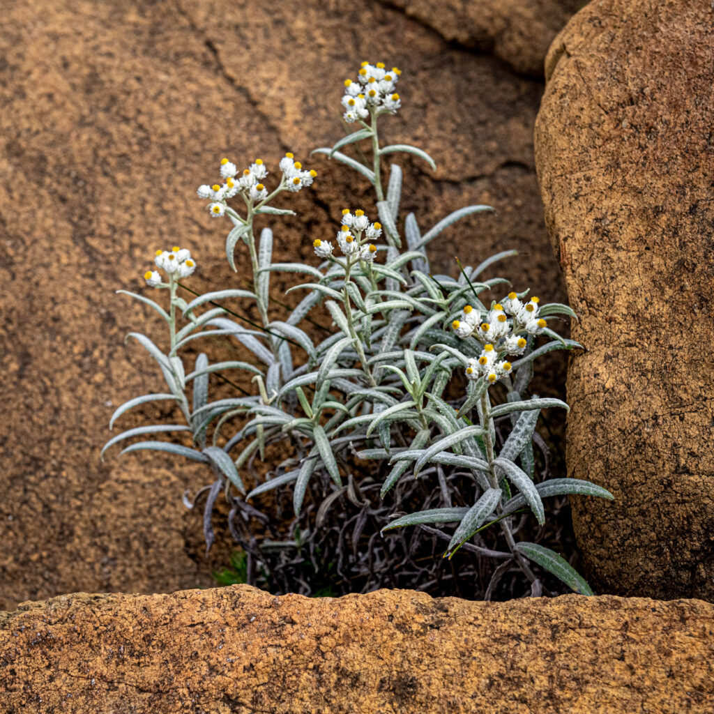 Wild Flowers at Winter House Brook Canyon | Focus On Mee | Robert Mee