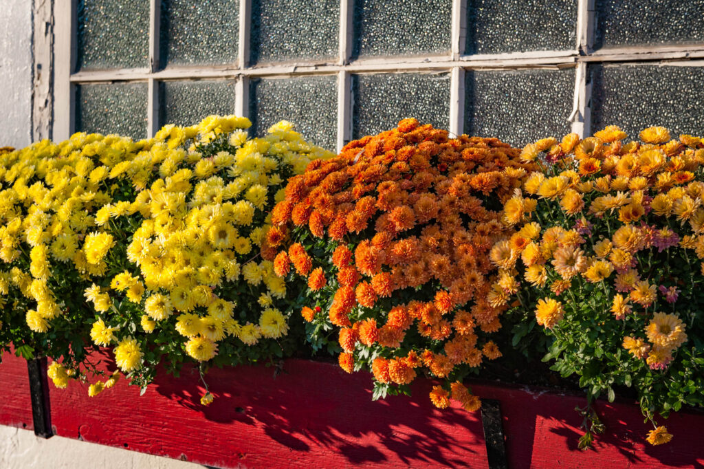 Window box - Edwards Gardens