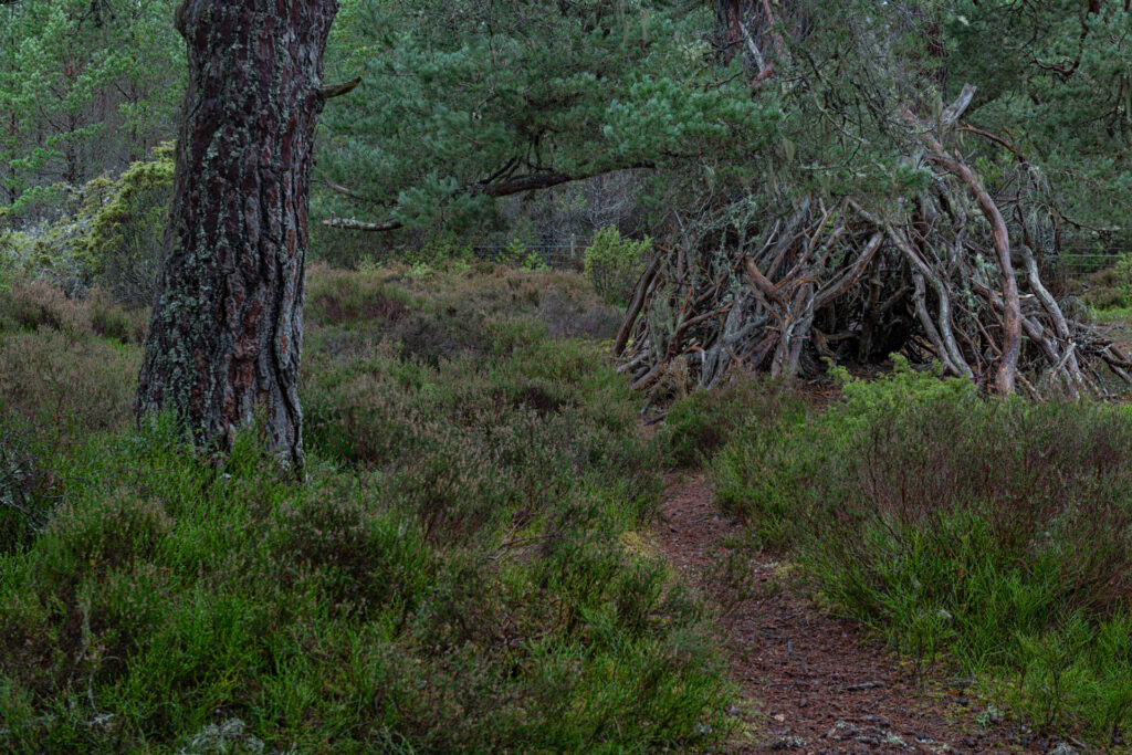 Witch&#039;s Hut, Woodlands at Tullochgrue, Aviemore, Cairngorms NP | Focus On Mee | Robert Mee