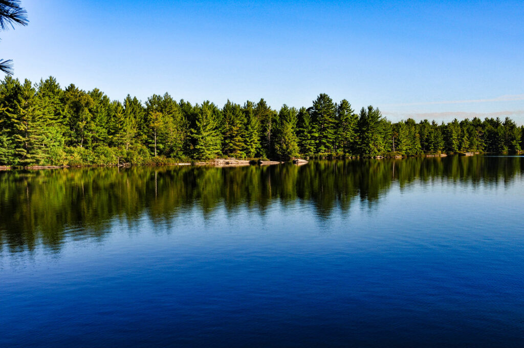 Wolf Lake | Focus On Mee | Robert Mee