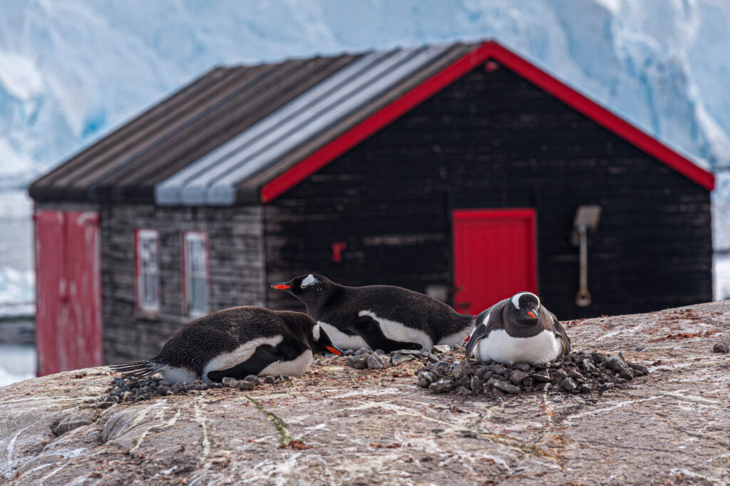 Keeping the eggs warm at the British Base - Port Lockroy