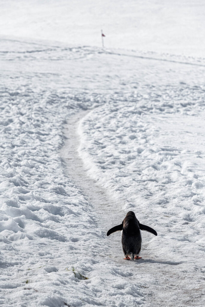 Penguin &quot;highway&quot; at Neko Harbour