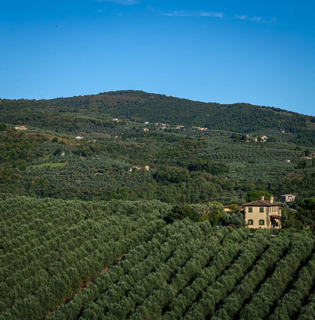 Vinci