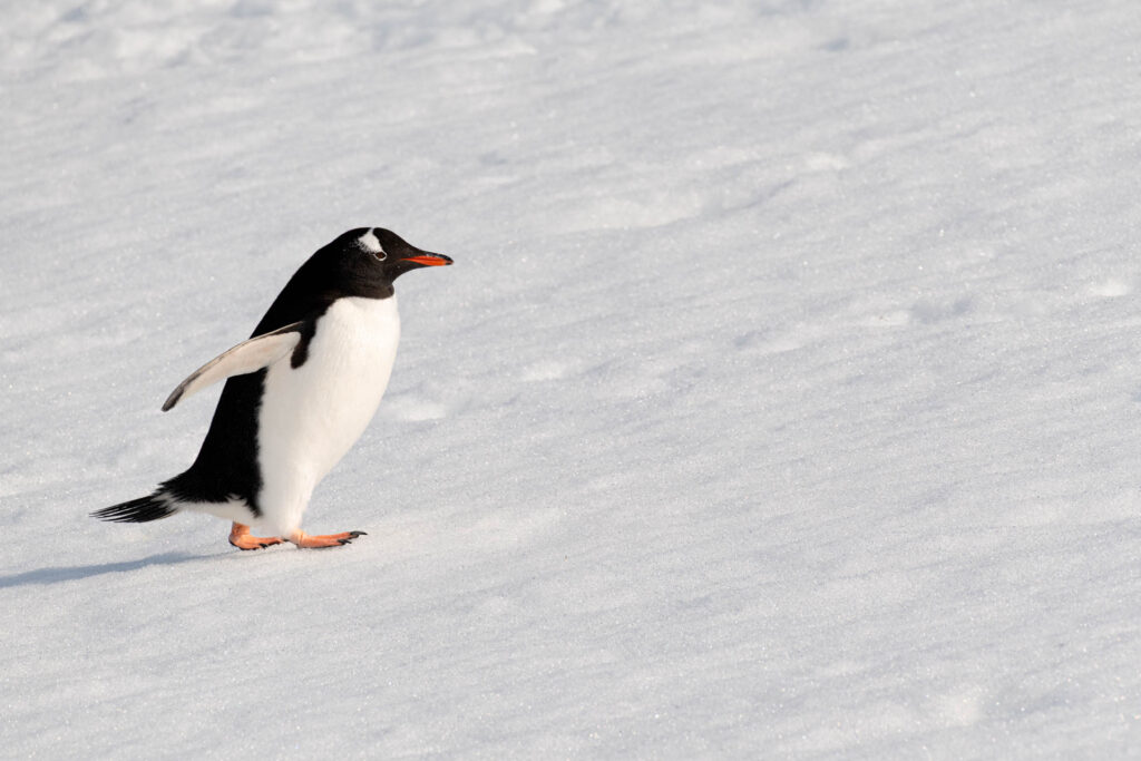 Gentoo penguin at Neko Harbor