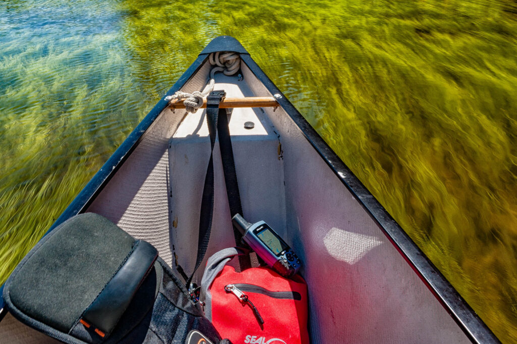 Petawawa River weeds, Algonquin Park