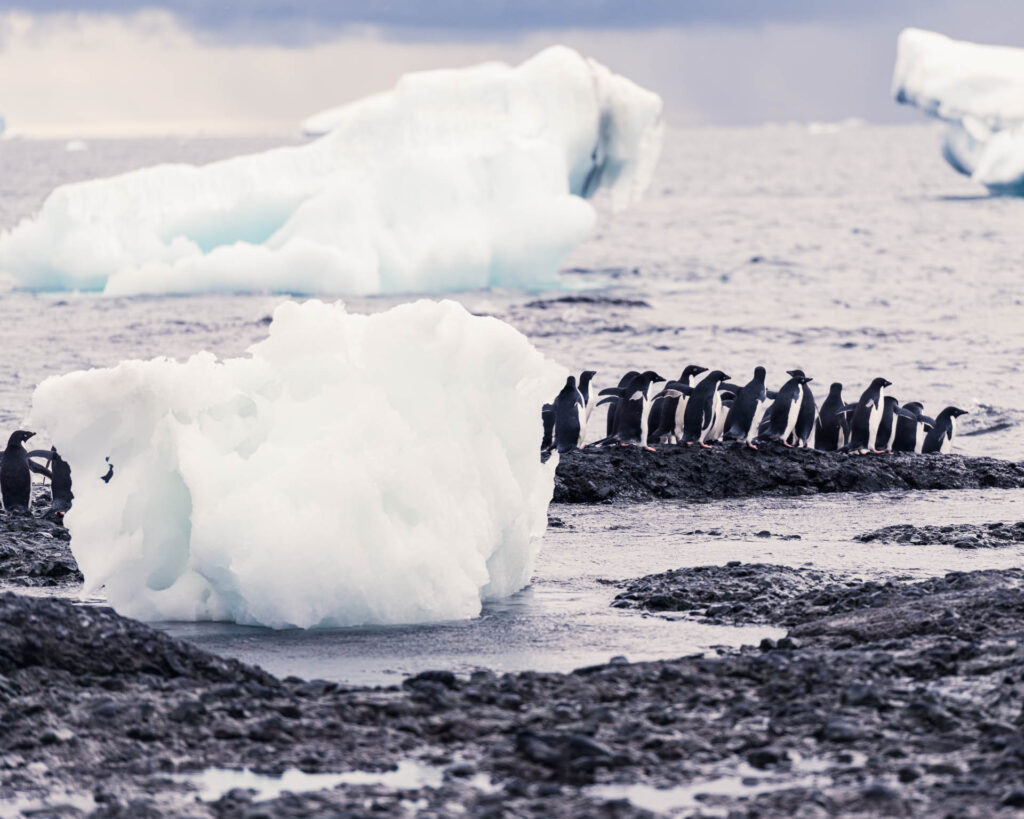 To swim or not to swim? Brown Bluff