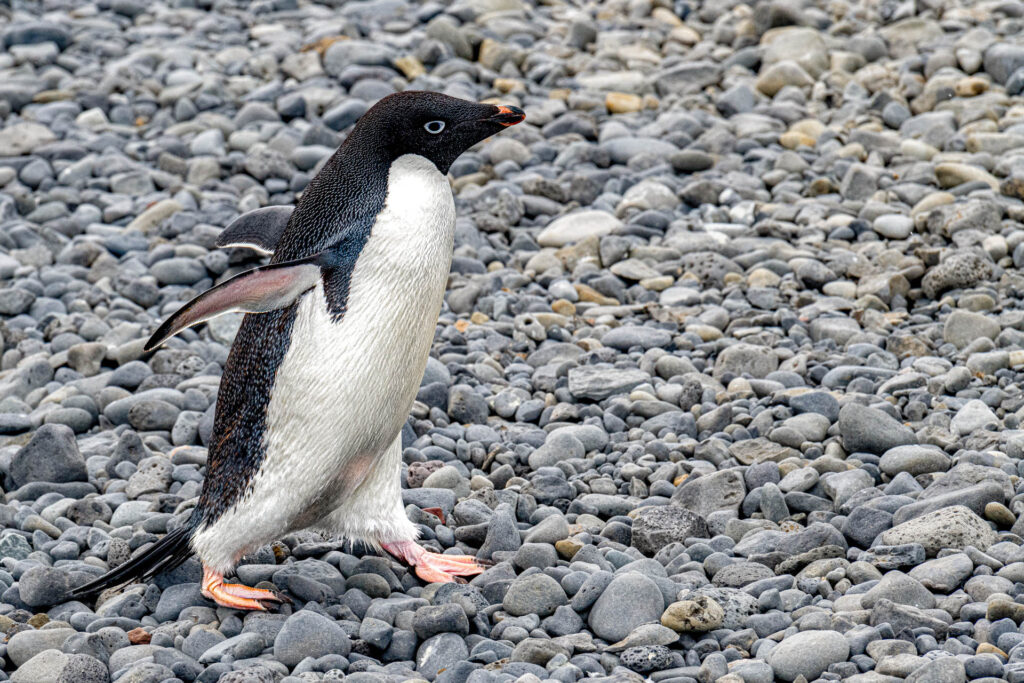 Adele Penguin on the beach at Brown Bluff