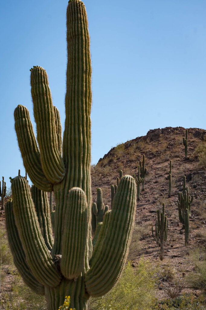Desert Botanical Gardens, Phoenix