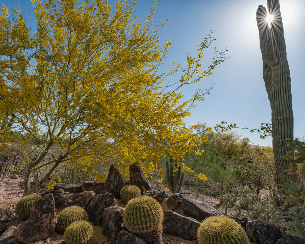 Desert Botanical Gardens, Phoenix