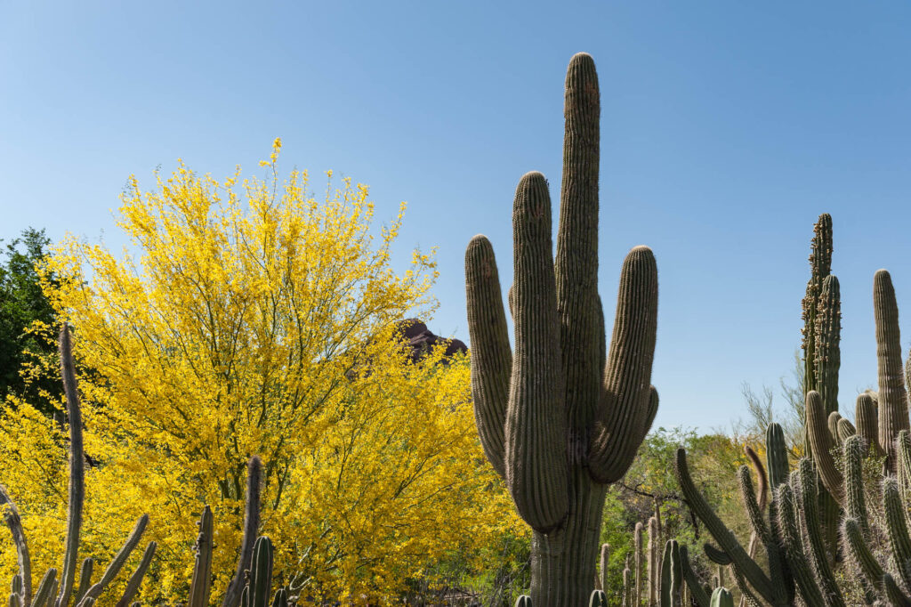 Desert Botanical Gardens, Phoenix