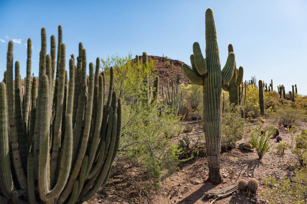Desert Botanical Gardens, Phoenix